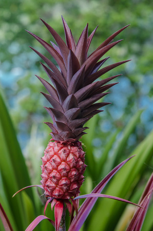 A small red decorative pineapple grows in tropical landscapingの写真素材