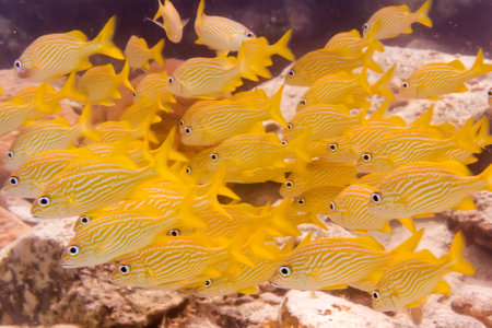 A group of brightly colored yellow French Grunt fish rest near the ocean floor near St  Johnの写真素材