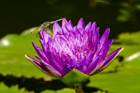 A large dragonfly hovers over the brilliant purple flower of a lily padの写真素材