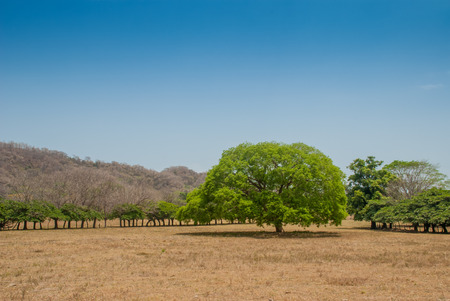 A lone green tree sits in a brown field during the dry season in western Costa Ricaの写真素材