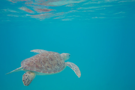 A green sea turtle swimming in the clear waters of the Caribbeanの写真素材