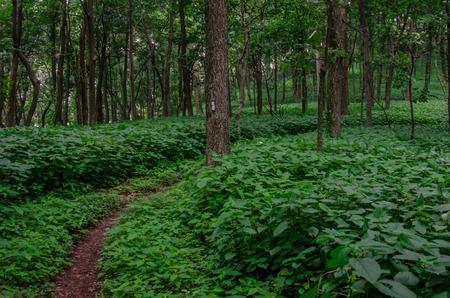 The Appalachian Trail winds through thick foliage in summerの写真素材