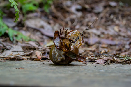 A snail pauses to eat an insect that appears to be the same size as itselfの写真素材