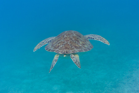 A green turtle swims away from the camera in the blue waters of the Caribbeanの写真素材