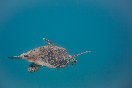 An injured hawksbill turtle swims to a feeding location in the Caribbean