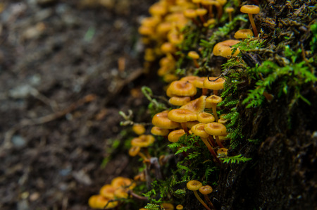 A group of tiny orange mushrooms grows on a log aside a hiking trail in North Carolinaの写真素材