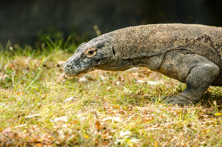 A profile shot of a komodo dragon with tongue sticking outの写真素材