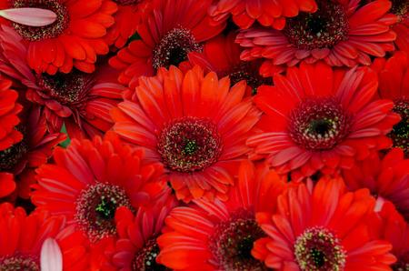 Red Gerber Daisies for sale at an outdoor market
