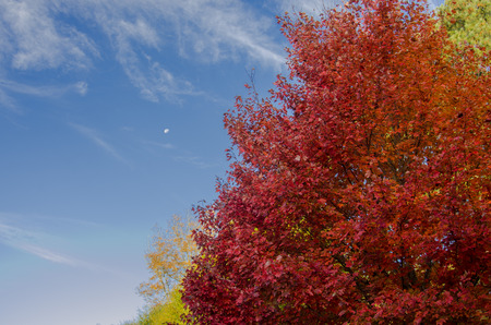 Red leaves in fall contrast against a bright blue skyの写真素材