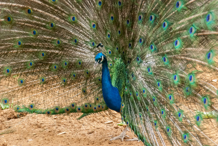 A peacock displays its blue and green feathers in a wide circleの写真素材