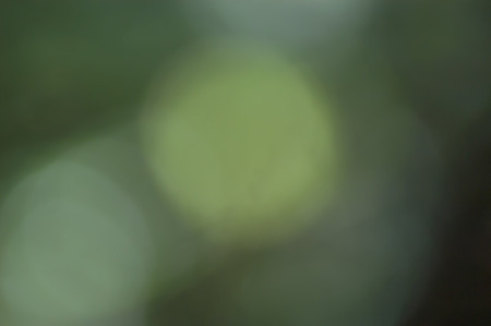 Green Christmas lights blurred using a Bokeh techniqueの写真素材