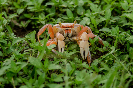 An orange crab scuttles through green weeds along the coast of the Florida Keysの写真素材