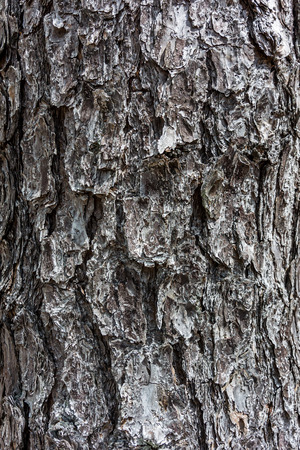 A background image of pine tree bark