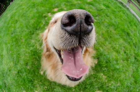 A happy view of a golden retriever's face using a fisheye lensの写真素材