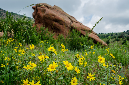 Yellow wildflowers bloom in early summer in Red Rocks State parkの写真素材