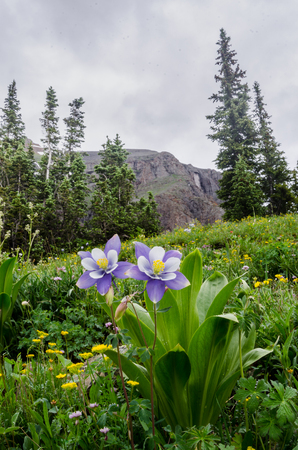 Purple columbine in a field of wildflowers near Silvertonの写真素材