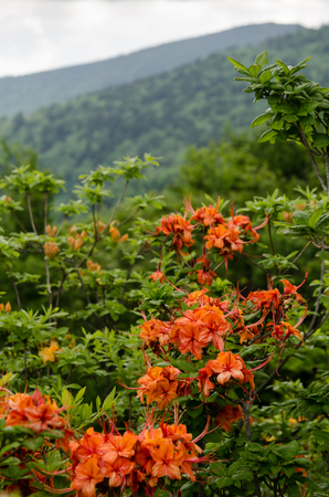 Flame azalea close up in front of mountains in the Roan Mountain Highlandsの写真素材