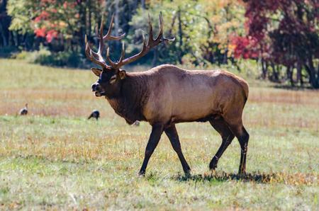 A bull elk wanders in the Cataloochee valley in early fall