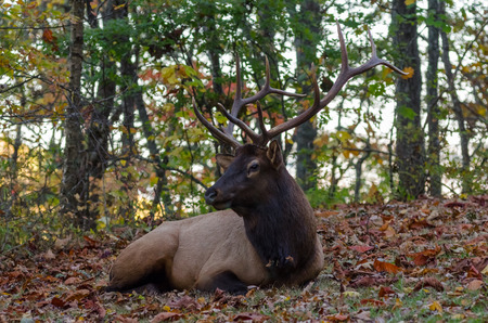 A bull elk with large antlers rests in a patch of fallen autumn leavesの写真素材