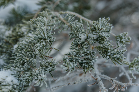 Snow crystals and ice stick to the tips of pine tree needlesの写真素材