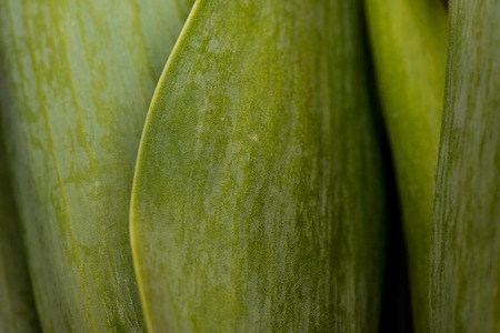 Tulip leaves detail with a macro approachの写真素材
