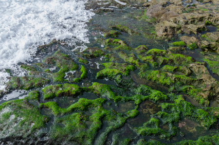 Waves crashing on Algae covered rocks along the coast of the Pacific Ocean