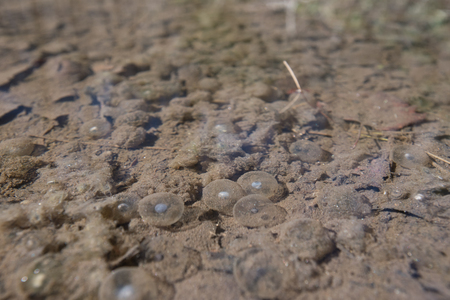 Frog eggs below the surface of muddy puddle just before tadpoles hatch in early spring