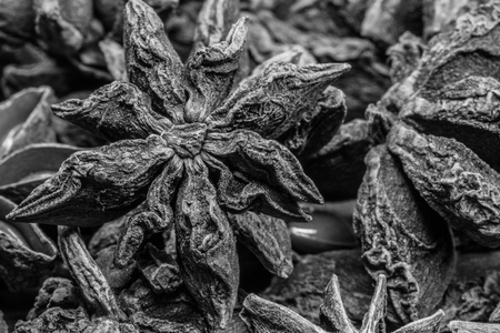 Black and White Focus on Single Star in Group of Star Anise shows the intricate texture of the spiceの写真素材