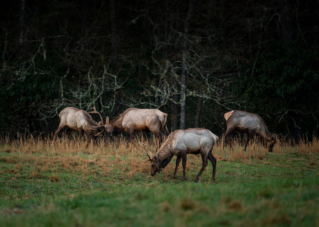 Group of Bull Elk Spar in Early Spring in the Cataloochee Valleyの写真素材