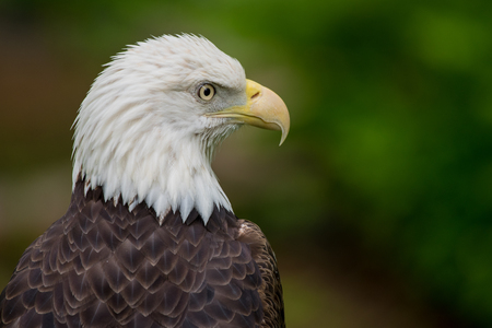 Bald Eagle Looking Right Profile Shotの写真素材