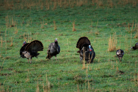 Wild Turkies in Spring graze in a field in Cataloochee valleyの写真素材