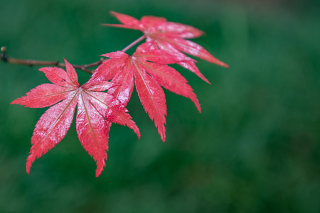 Red Japanese Maple Leaves with blurred Green Background