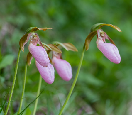 Group of Pink Lady Slippers growing wild along a trailの写真素材