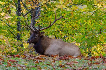 A large male elk rests in a field with fallen leaves near the Smoky Mountainsの写真素材