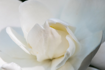 Close Up of Gardenia Petals blooming in summerの写真素材