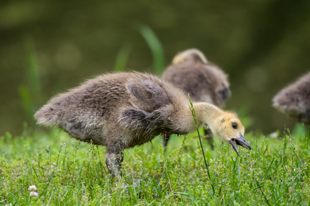 Goose Chick Eating Grass with mouth caught wide openの写真素材