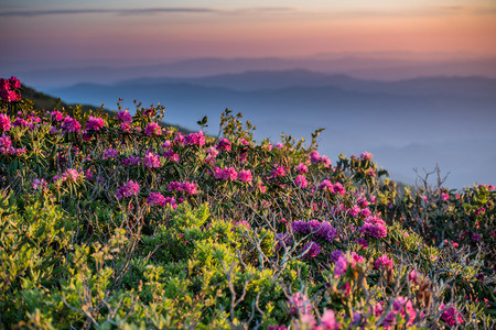 Rhododendron Reflect the Morning Light with layers of the Blue Ridge in the backgroundの写真素材