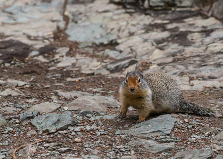Ground Squirrel with Copy Space to Left
