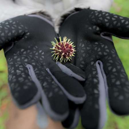 Sprouting Pine Cone in Gloved Hands offers a unique perspective on how the tiny seeds sprout