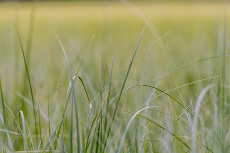 Tall Grass Close Up with hazy field in backgroundの写真素材