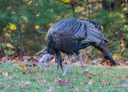 Single Wild Turkey Hunts for Food in field in autumn