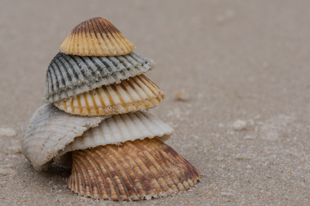Stacked Shells on Beach with Copy Space to Right