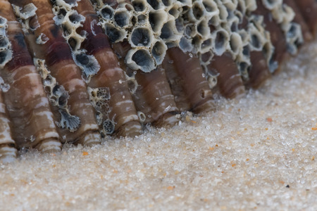 Barnacle Covered Shell Sinks into Sand close upの写真素材