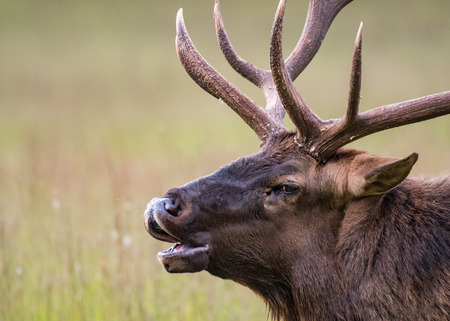 Bull Elk Bugles Close Up with blurry field in backgroundの写真素材