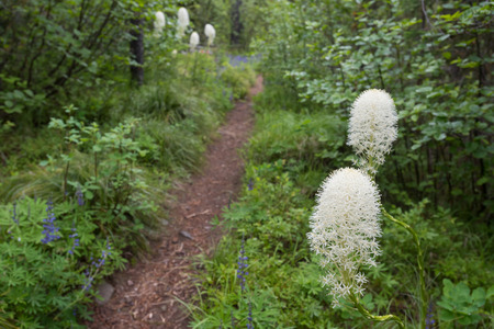 Bear Grass Blooms Along Trail in early summerの写真素材