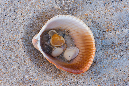 Shells and Sand Inside Larger Shell Along the Beach