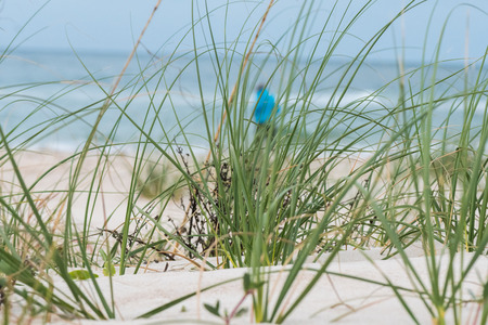 Grass Grows in Dunes as Tourist Walks Along Beach in backgroundの写真素材