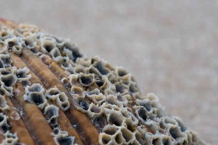 Grains of Sand and Barnacles on Shell Close Up with copy space above
