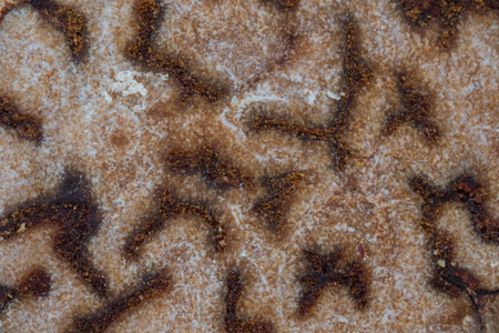 Close Up Texture of Nutmeg using a macro lensの写真素材