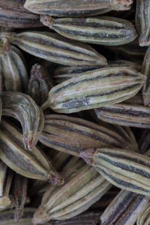 Macro of Whole Fennel Seeds covering imageの写真素材